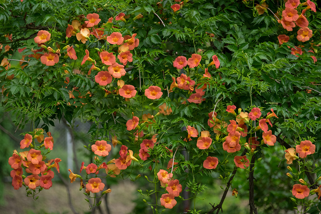 凌霄花・ノウゼンカズラ(1)_b0221605_964666.jpg