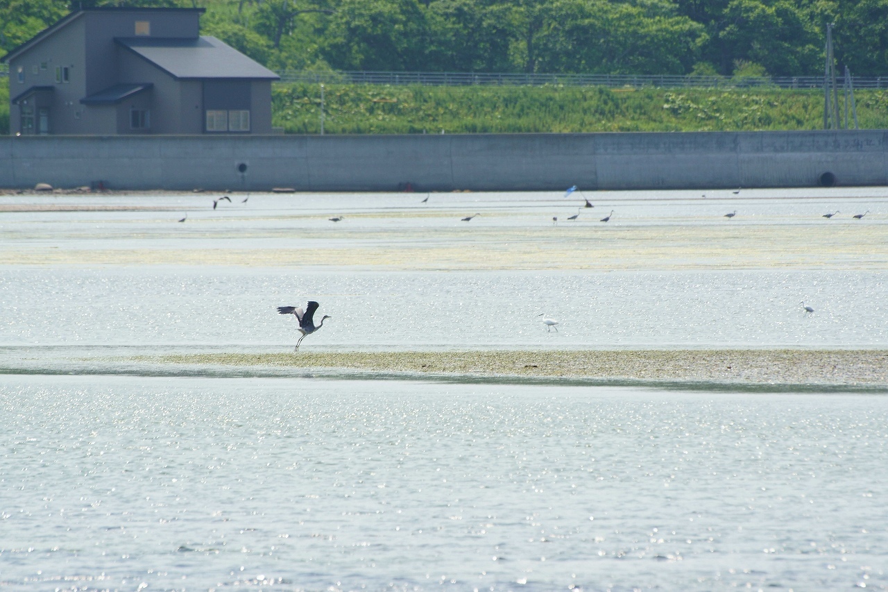 東から戻る途中・・・春国岱の入口で_b0225108_21553040.jpg