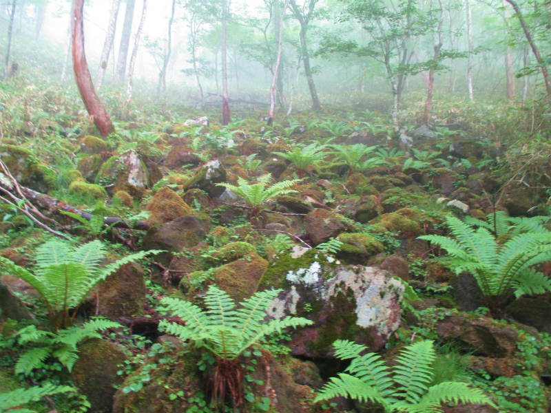 前橋市　赤城山　霧の長七郎山と幻想的なオトギの森　　　　　   Choshichirosan in Mount Akagi_f0308721_1211210.jpg