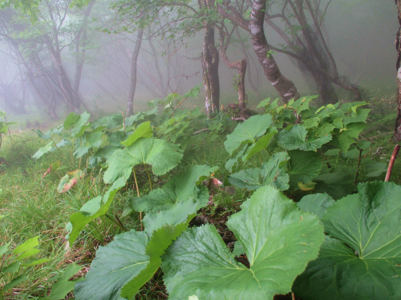 前橋市　赤城山　霧の長七郎山と幻想的なオトギの森　　　　　   Choshichirosan in Mount Akagi_f0308721_1393492.jpg