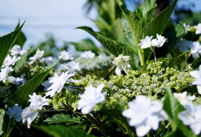 ■Myファームの花達【⑤フロックス／⑥紫陽花「墨田の花火」／⑥ルドベキア】_b0033423_003263.jpg