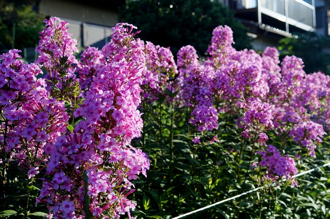 b0033423_20121231.jpg