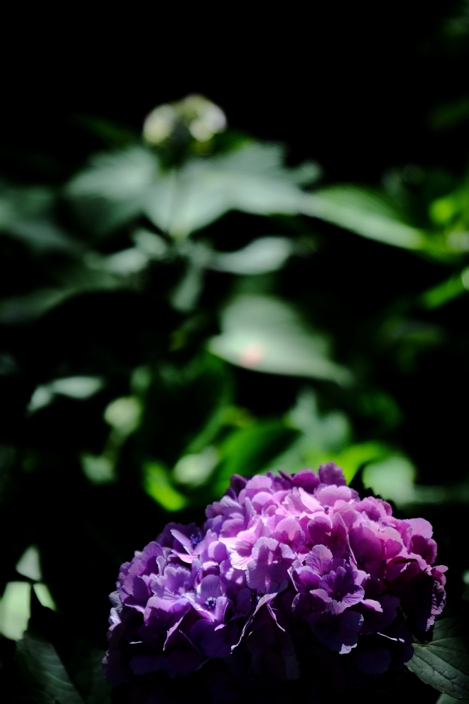 梅雨の名残_f0050534_15373560.jpg
