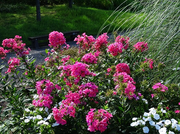 宇治市植物公園の花たち_b0299042_1729180.jpg