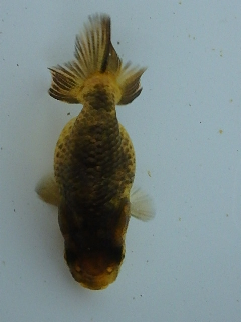 f0334143_8531376.jpg