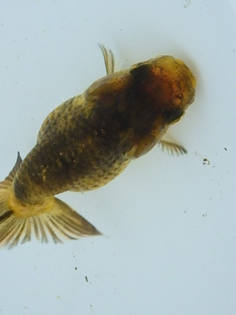 f0334143_8531986.jpg