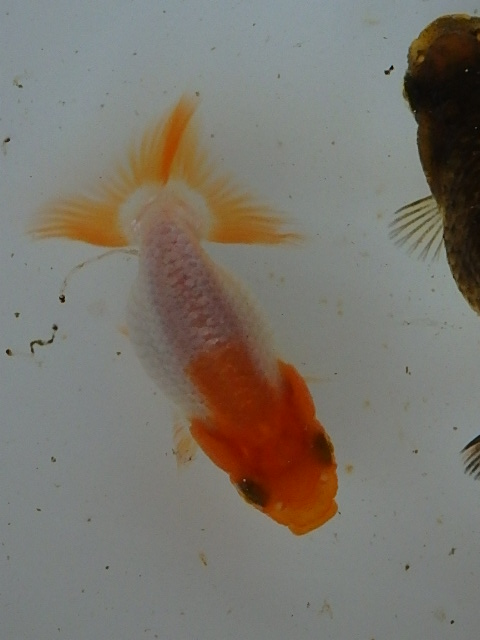 f0334143_8533491.jpg