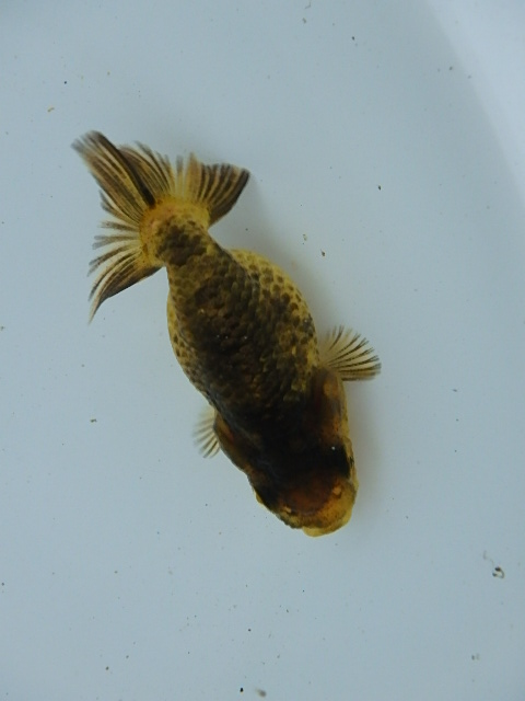 f0334143_853890.jpg