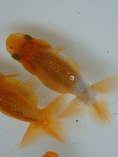 f0334143_8541158.jpg