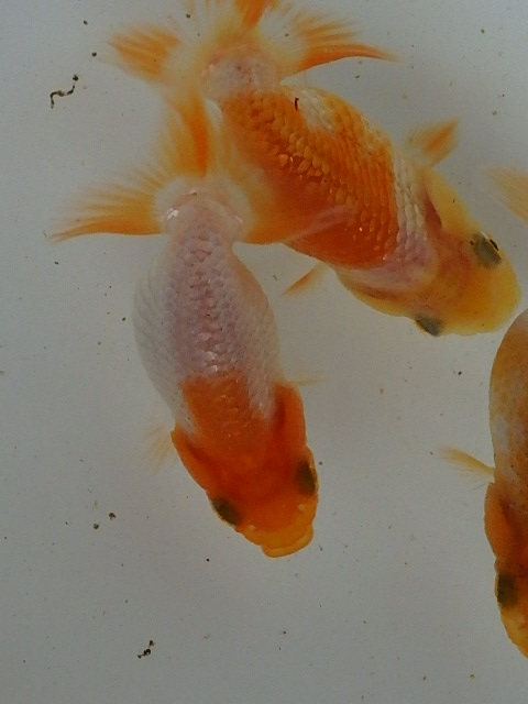 f0334143_8541674.jpg