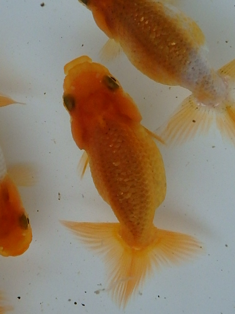 f0334143_854453.jpg