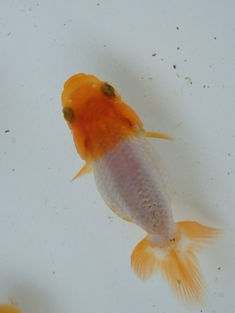 f0334143_8545099.jpg