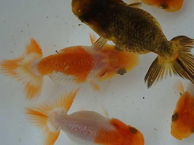 f0334143_855497.jpg