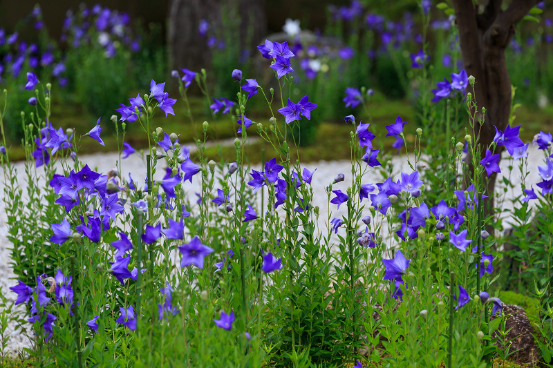 廬山寺 桔梗 花景色 K W C Photoblog