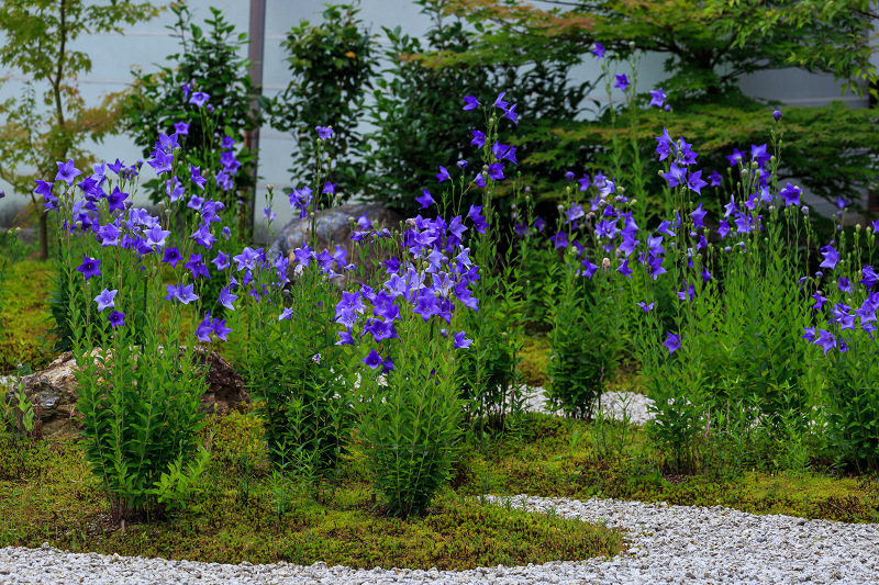 廬山寺 桔梗 花景色 K W C Photoblog