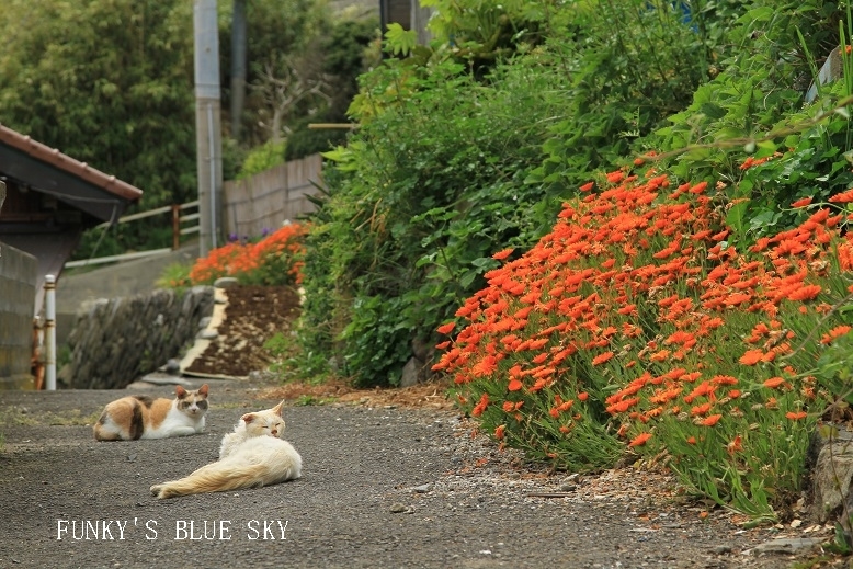 猫の島（田代島）へ♪ 　【その６】　と・・_c0145250_17000758.jpg