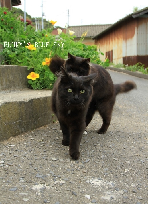 猫の島（田代島）へ♪ 　【その６】　と・・_c0145250_17001346.jpg