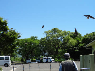 神の島公園に行ってみよう・・・そして_e0033751_18144827.jpg