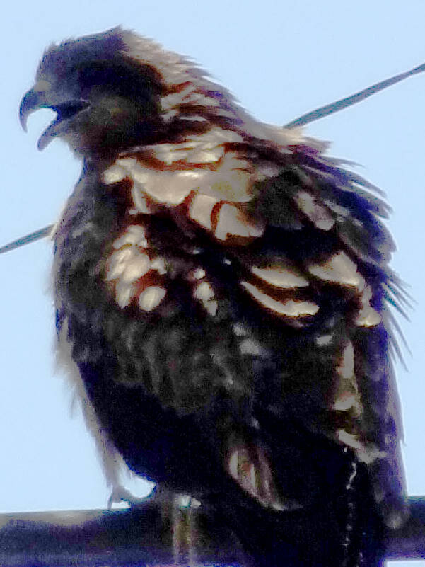 e0033751_182860.jpg