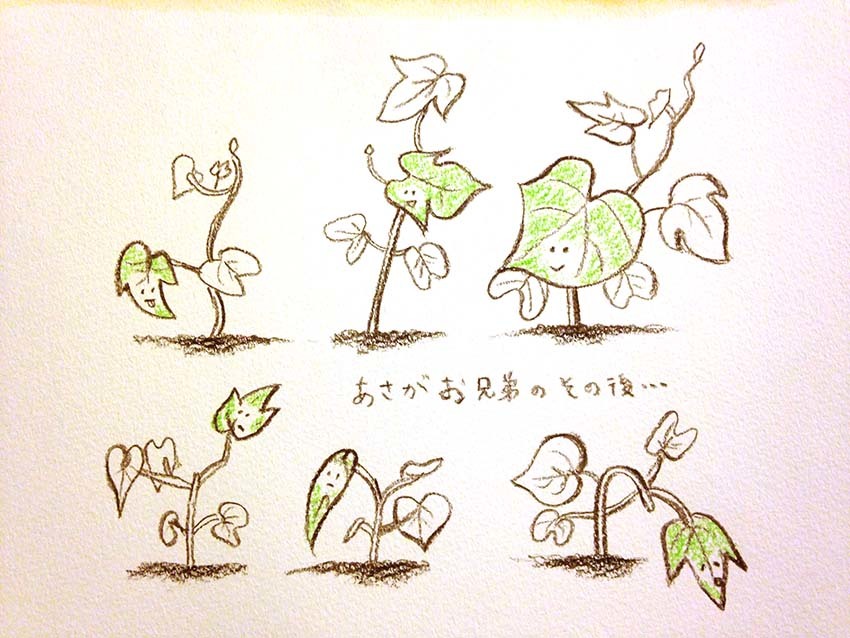 朝顔の育て方 本葉６枚で定植 Yukaiの暮らしを愉しむヒント