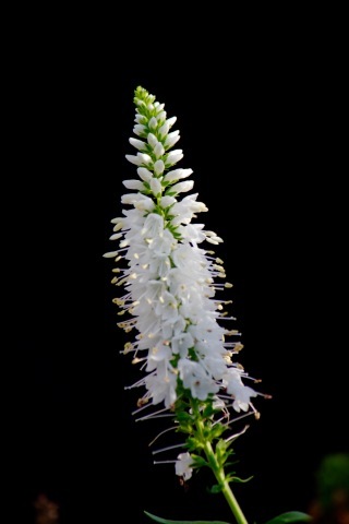 a0248459_04000890.jpg