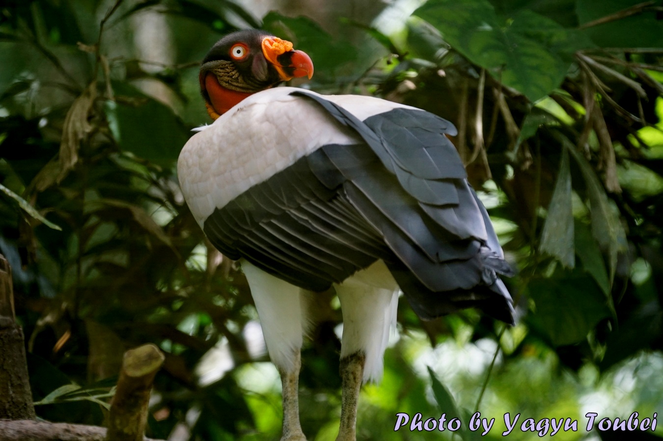 美しいコンドル King Vulture キング バウチャー とことん写真