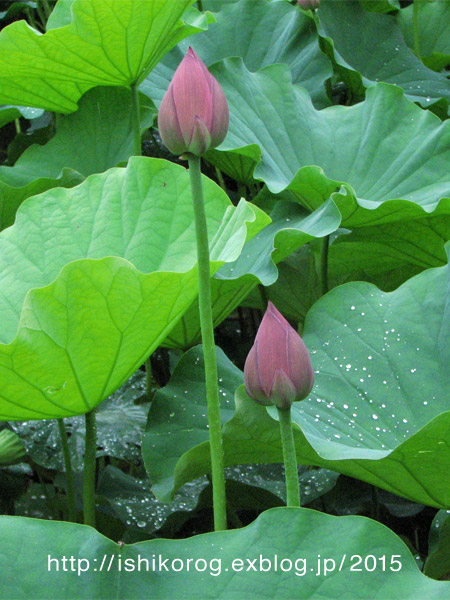 雨の日のはすの花_a0223379_031125.jpg