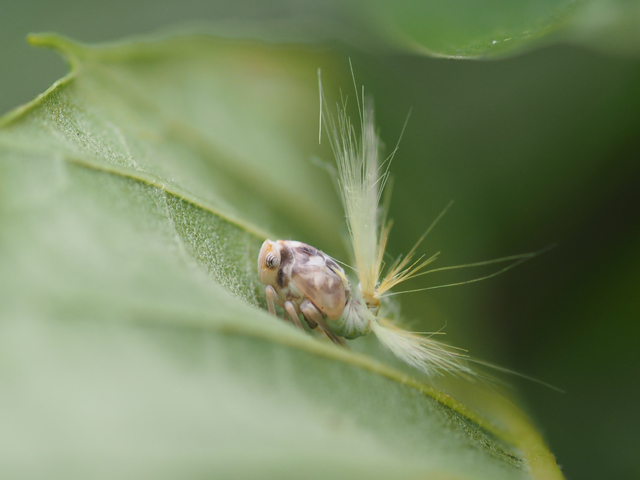 モシャモシャがすごい！ベッコウハゴロモの幼虫_b0053192_22321117.jpg