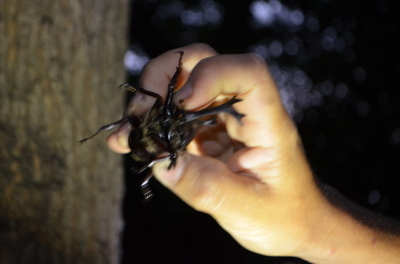 虫取りお泊り会（カブトムシ、ノコギリクワガタもゲット！）_d0227298_17115882.jpg