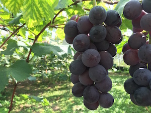 待ちに待った葡萄の収穫。_f0018099_4281680.jpg