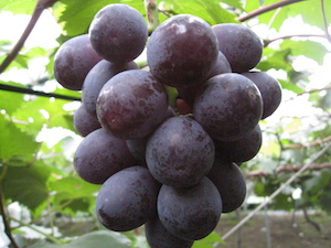 待ちに待った葡萄の収穫。_f0018099_4281957.jpg