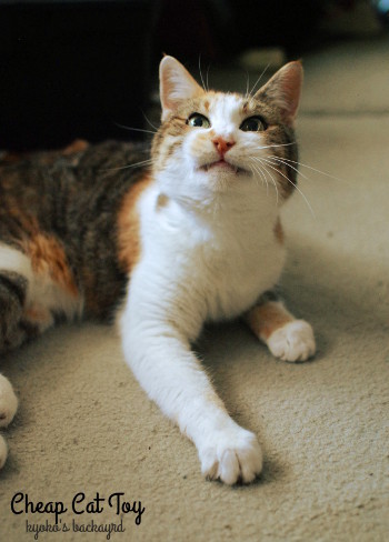 安上がりな猫のおもちゃ 2_b0253205_00582014.jpg