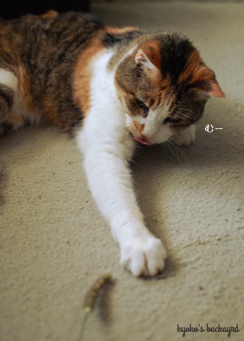 安上がりな猫のおもちゃ 2_b0253205_00592200.jpg