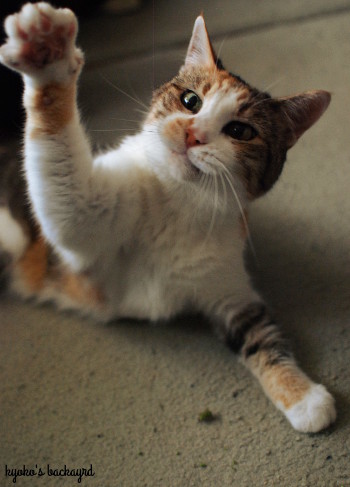 安上がりな猫のおもちゃ 2_b0253205_01003922.jpg