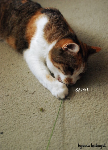 安上がりな猫のおもちゃ 2_b0253205_01012962.jpg