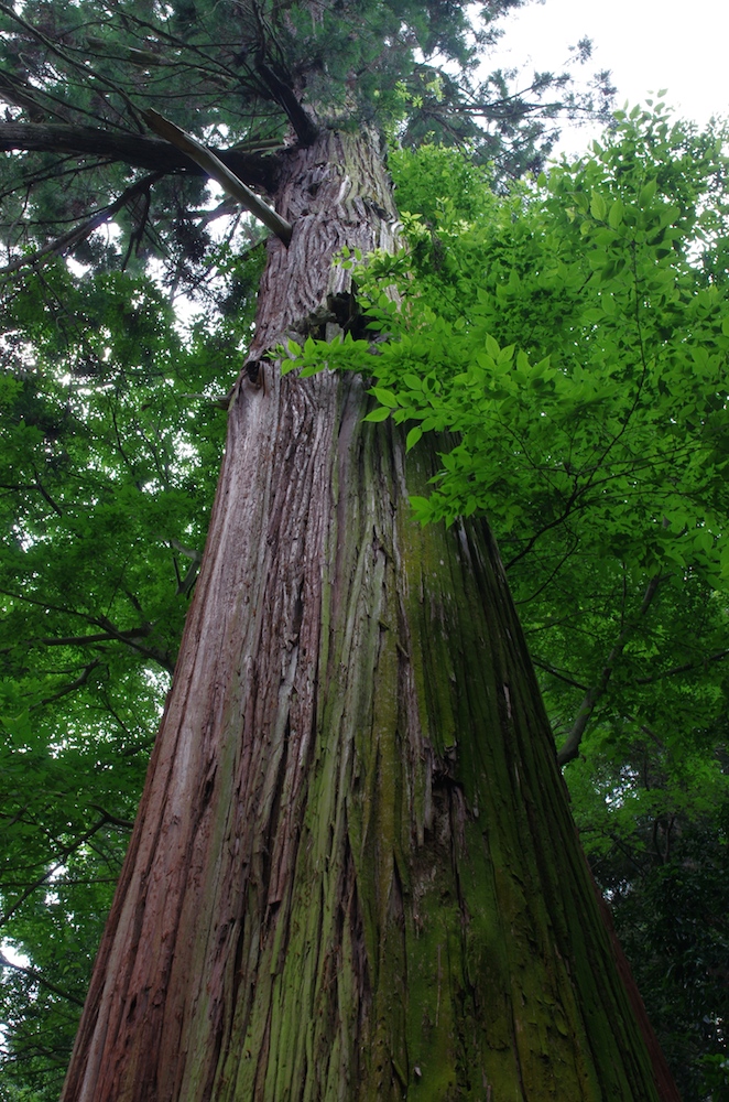 2015紫陽花(番外編)_f0138807_002861.jpg