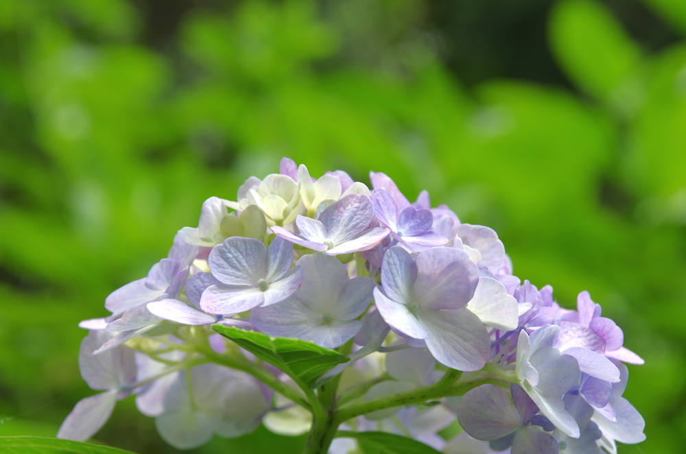 2015紫陽花_f0138807_23182457.jpg