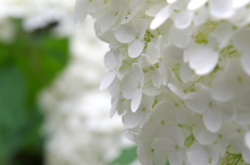 2015紫陽花_f0138807_23185547.jpg