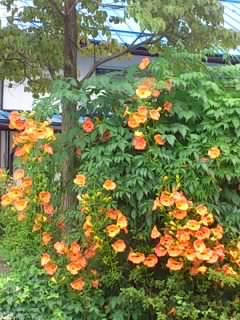 b0028109_10584358.jpg