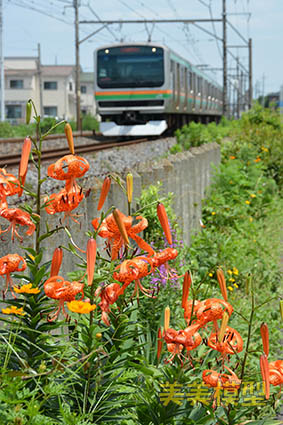 線路際の花_d0110009_944170.jpg