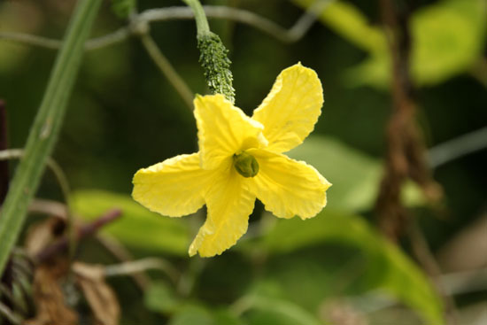 菜園で夏野菜が_e0048413_20574476.jpg