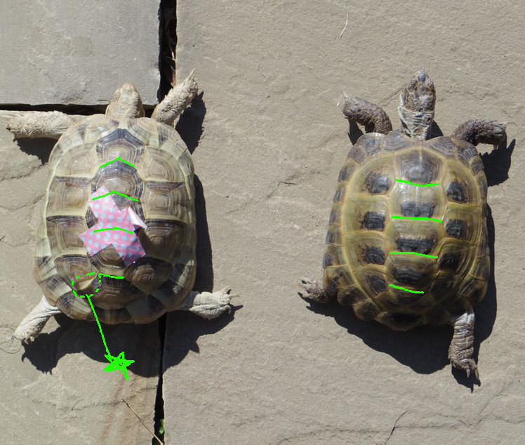 ゴルちんの甲羅のおかしさに今さら気づく カメ庭