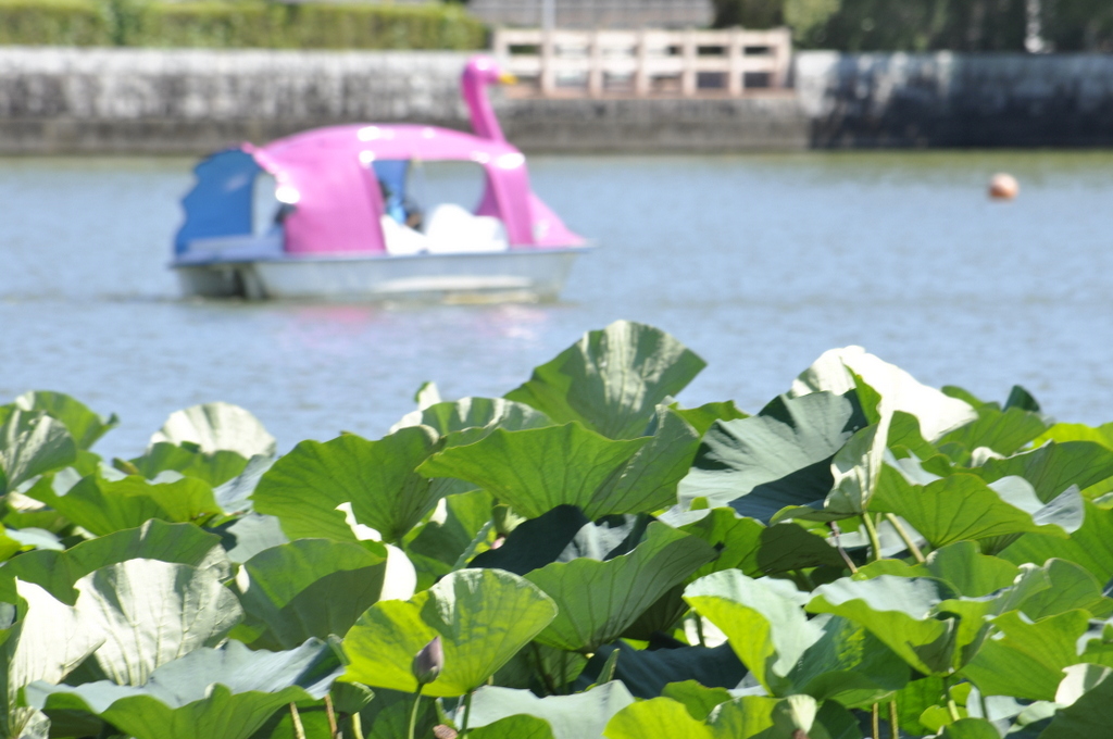 蓮華寺池公園_d0072720_950999.jpg