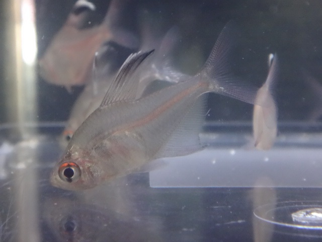 150723 熱帯魚・金魚・淡水魚・水草・観葉植物_f0189122_1325452.jpg