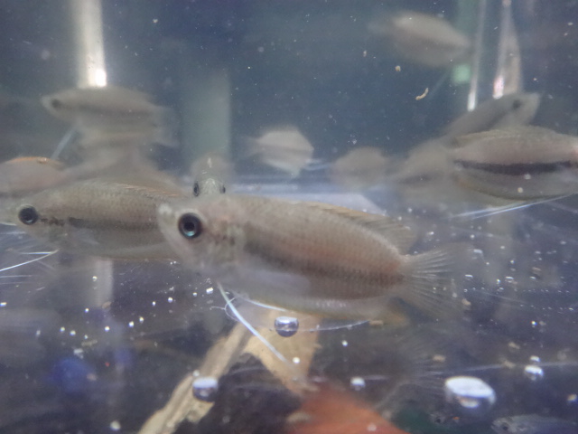 150723 熱帯魚・金魚・淡水魚・水草・観葉植物_f0189122_13291081.jpg