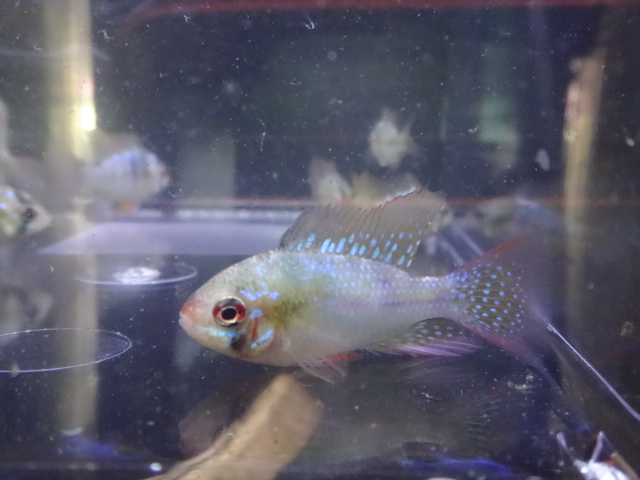 150723 熱帯魚・金魚・淡水魚・水草・観葉植物_f0189122_13321912.jpg