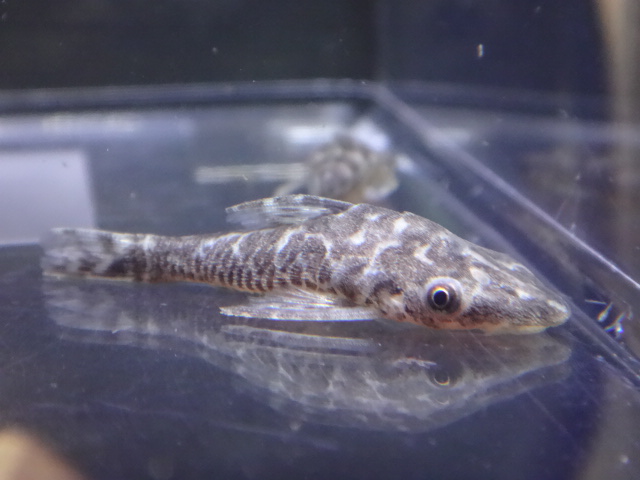 150723 熱帯魚・金魚・淡水魚・水草・観葉植物_f0189122_133405.jpg