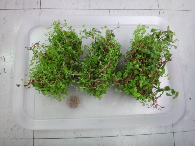 150723 熱帯魚・金魚・淡水魚・水草・観葉植物_f0189122_13373624.jpg