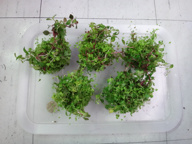 150723 熱帯魚・金魚・淡水魚・水草・観葉植物_f0189122_13391044.jpg