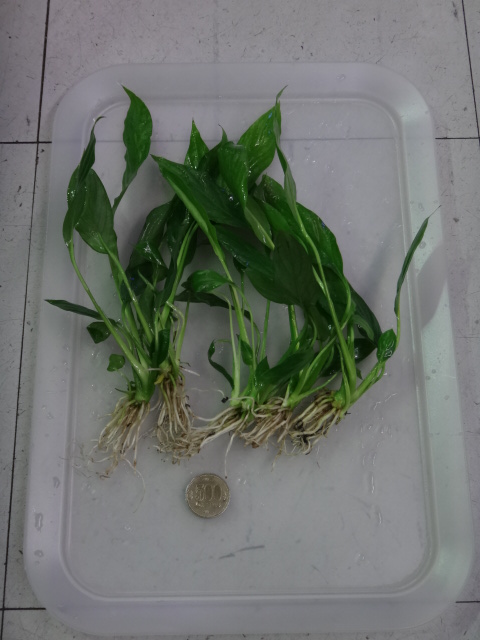 150723 熱帯魚・金魚・淡水魚・水草・観葉植物_f0189122_13404223.jpg